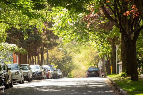 Tree-lined street in Vancouver Canada