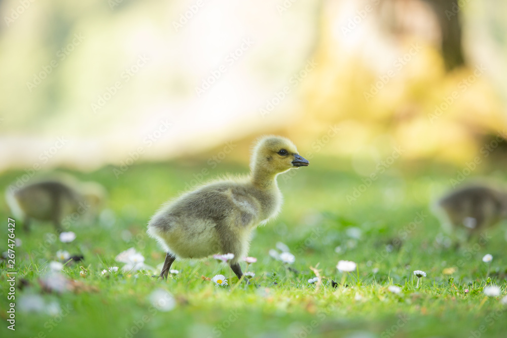 Baby Canada goose walking in the grass Baby Canada goose walking in the grass