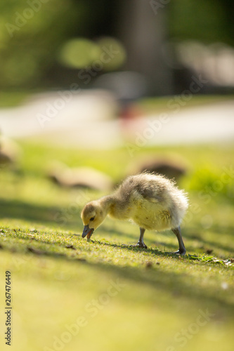 Fototapeta Naklejka Na Ścianę i Meble -  Small baby gosling eating grass on a hill