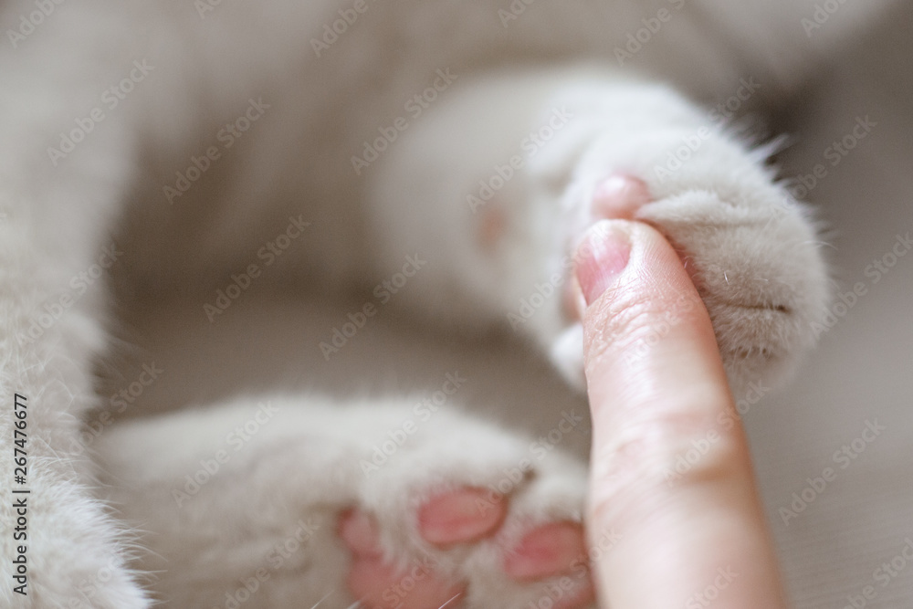 Female hand with cat paw kitten's paw and woman finger for contrast close-up Female hand with cat paw kitten's paw and woman finger for contrast close-up
