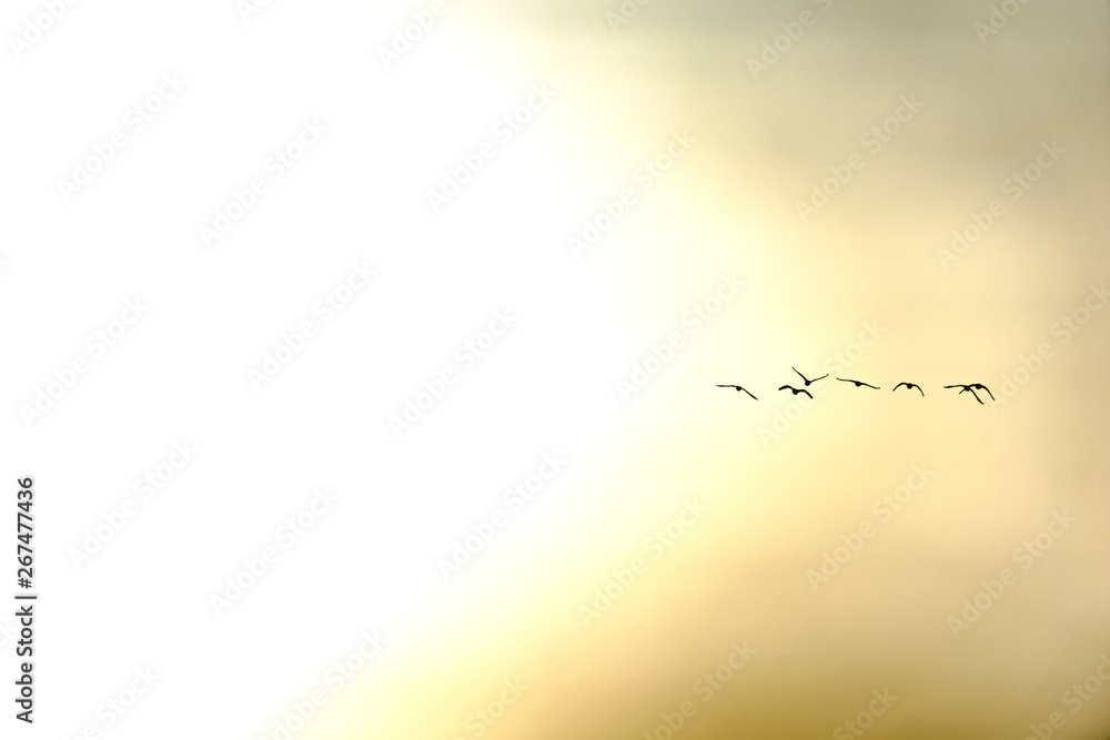 Birds flying into the sun on a foggy morning sunrise in Waalwijk, Noord Brabant, Netherlands Birds flying into the sun on a foggy morning sunrise in Waalwijk, Noord Brabant, Netherlands