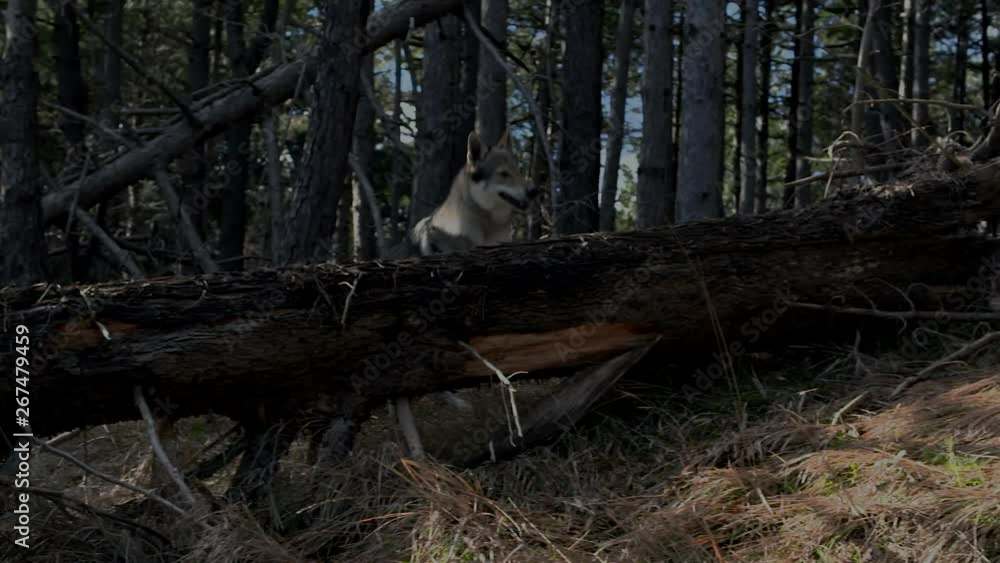 Wolf runs to the camera through the forest. Slow motion at a rate of 180 fps, Wolf runs to the camera through the forest. Slow motion at a rate of 180 fps,