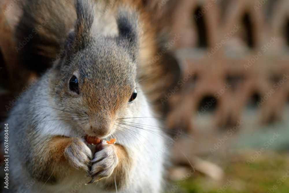 Red squirrel, Sciurus vulgaris, eating peanuts. Red squirrel, Sciurus vulgaris, eating peanuts.