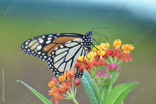 Butterfly 2018-85   Monarch butterfly  Danaus plexippus   On milkweed