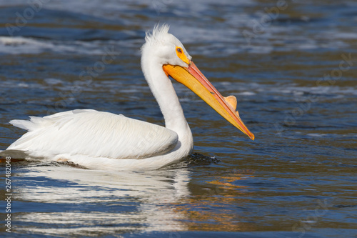 American White Pelican Swimming In Des Moines River