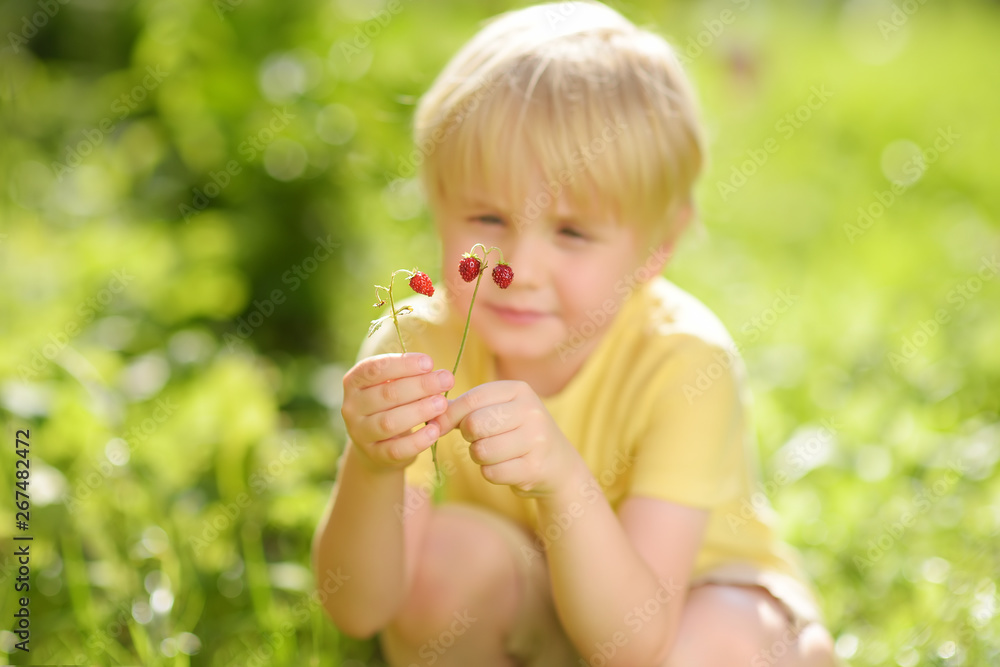 Little child picking sweet wild strawberry in domestic garden. Little child picking sweet wild strawberry in domestic garden.