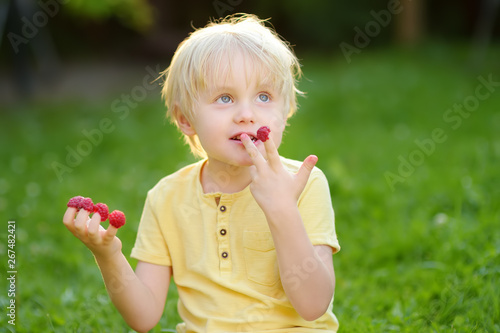Little boy looking on his harvest on raspberry farm