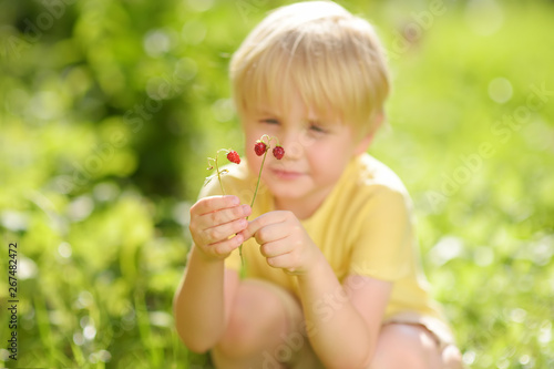Little child picking sweet wild strawberry in domestic garden.