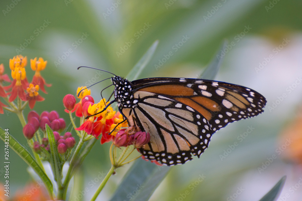 Butterfly 2018-93 / Monarch butterfly (Danaus plexippus) On milkweed Butterfly 2018-93 / Monarch butterfly (Danaus plexippus) On milkweed