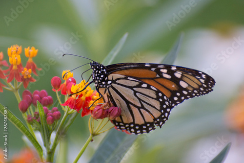 Butterfly 2018-93 / Monarch butterfly (Danaus plexippus)  On milkweed © mramsdell1967