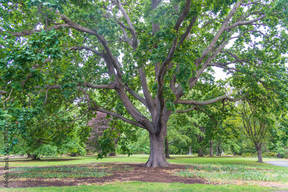 Nature in Dandenong mountain Melbourne