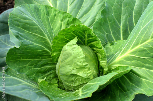 Soft focus of green cabbage with water drops.