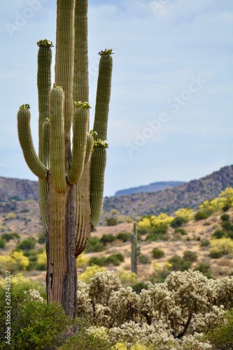 Blooming Saguaro Superstition Mountains Mesa Arizona Desert 