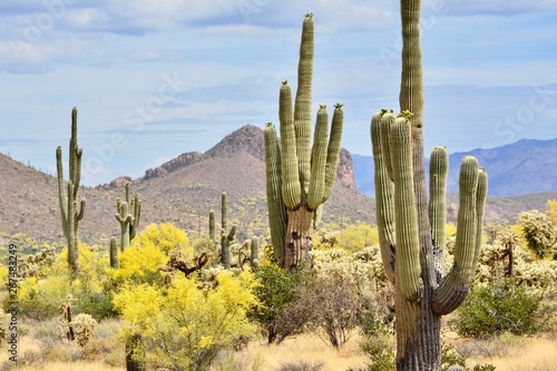 Blooming Saguaro Lost Dutchman State Park Arizona