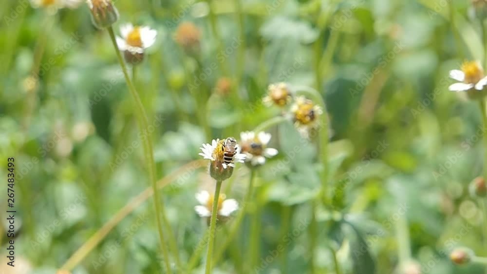 Slow motion of Bee keeping nectar of white flower. Slow motion of Bee keeping nectar of white flower.