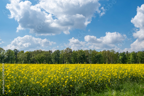 Rapsfeld und Wolkenhimmel