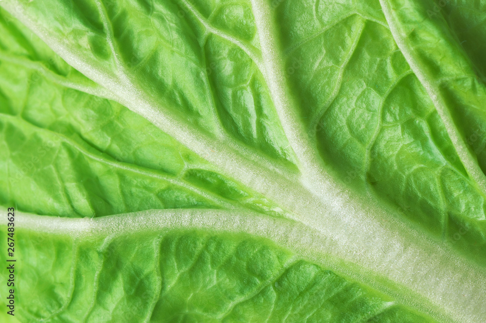 leaf of fresh chinese cabbage or napa cabbage texture, studio macro shot, close up. leaf of fresh chinese cabbage or napa cabbage texture, studio macro shot, close up.