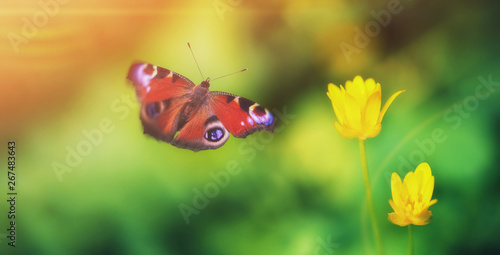 Beautiful yellow flower fresh spring morning on nature and flying butterfly on soft focus green background, macro, close up. Spring butterfly template, elegant amazing artistic image, free space.
