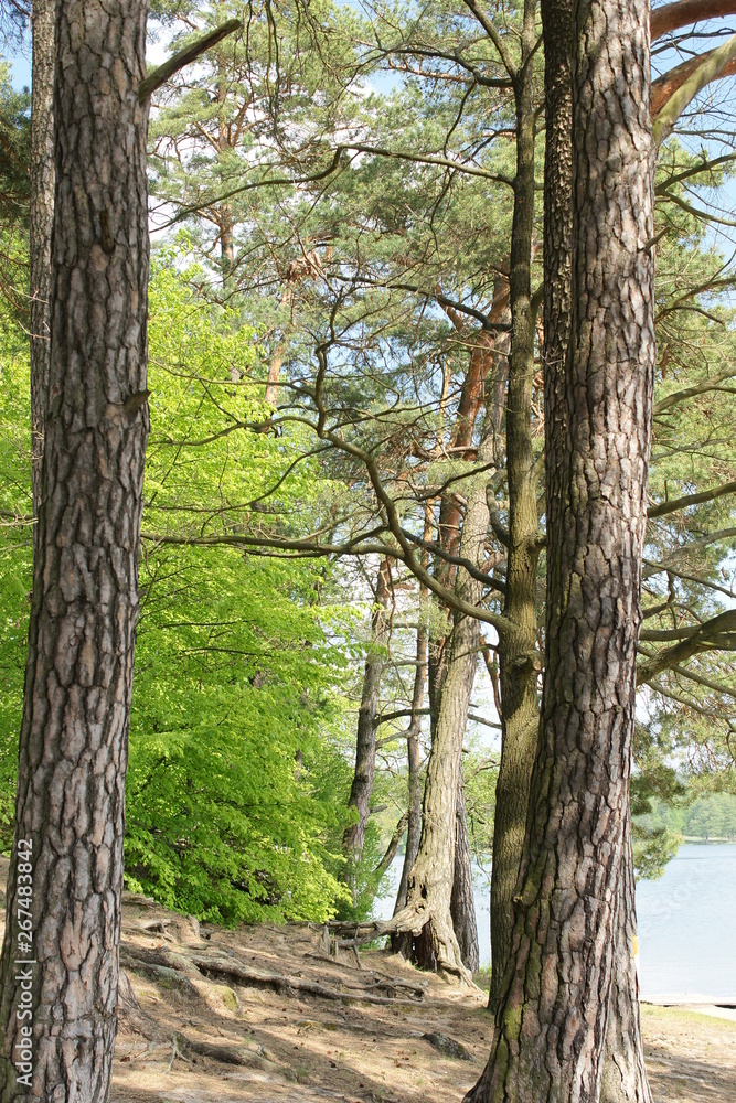 Obraz premium Ruciane-Nida