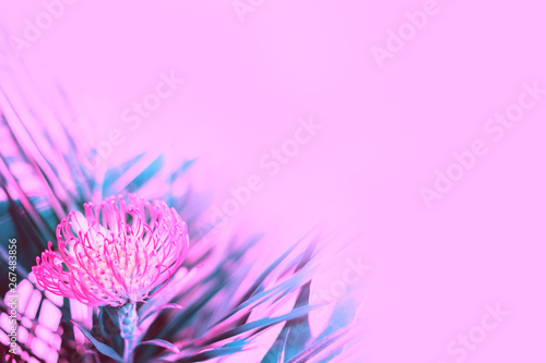 Bright pink tropical flower among fresh palm leaves on pink background with copy space for text. Close up  isolated. Trendy toned image