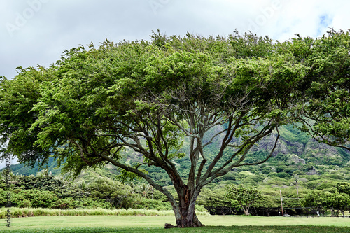 A large tree at the Kualoa Regional Beach Park in Hawaii, USA.