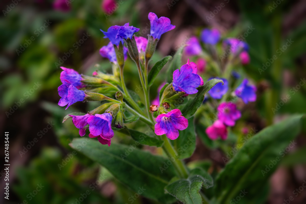 Pulmonaria flowers of different shades of violet in one inflorescence. The first spring flowers. Pulmonaria flowers of different shades of violet in one inflorescence. The first spring flowers.