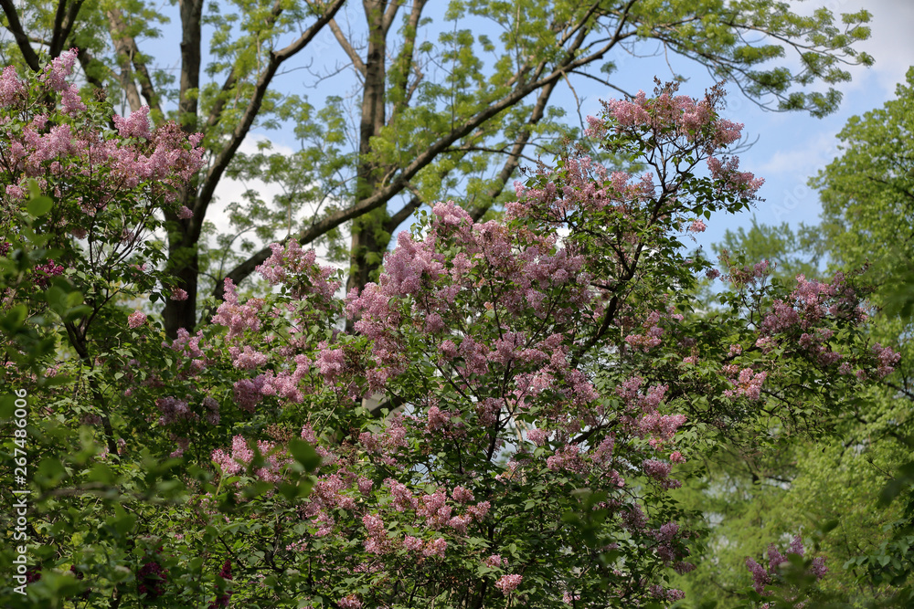 Early blooming lilac flowers in city park Early blooming lilac flowers in city park