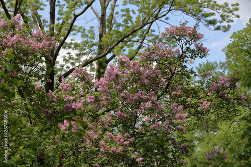 Early blooming lilac flowers in city park