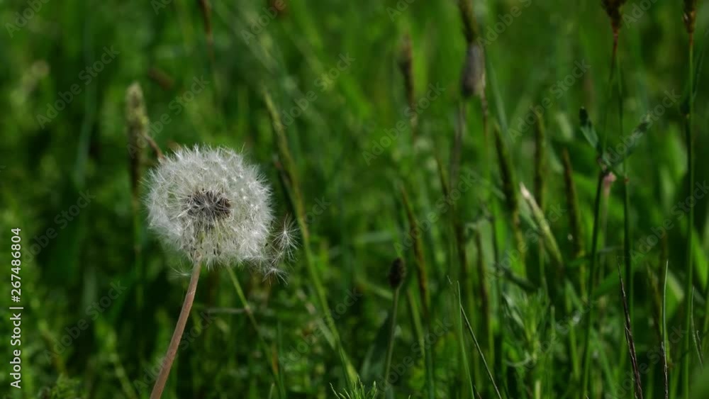 Wind blows away dandelion seeds (Taraxacum) - (4K) Wind blows away dandelion seeds (Taraxacum) - (4K)