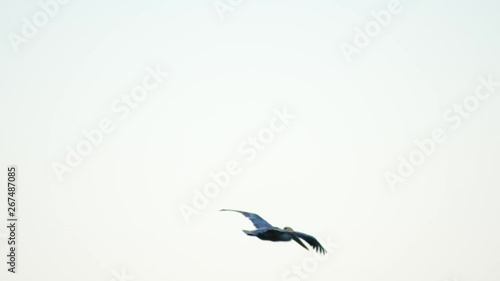 brown pelican descends in strong offshore winds to glide across the top of a clean groomed wall of water as the swell breaks towards shore.  5x slow motion captures the ascent skyward afterwords. photo