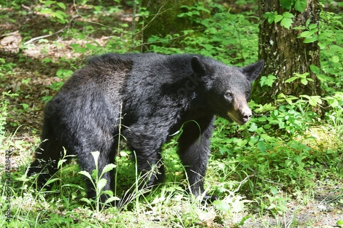 Big Black Bear