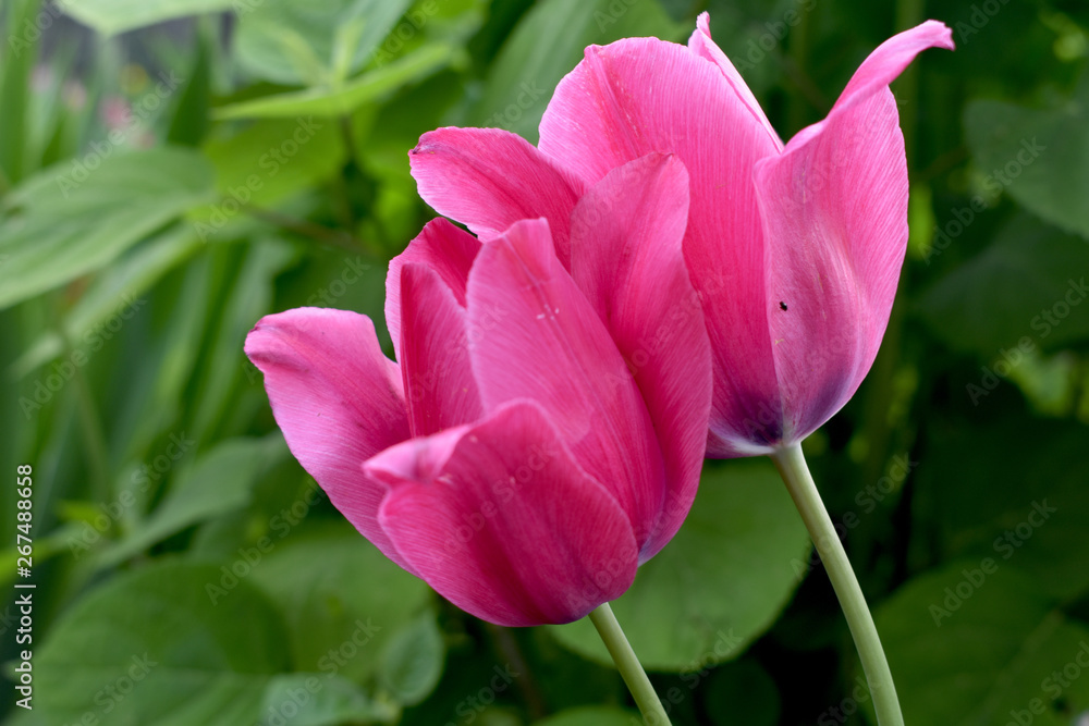 Beautiful pink tulip background Beautiful pink tulip background