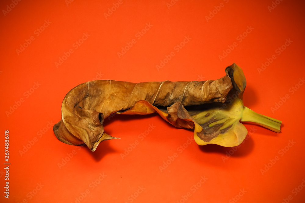 Obraz premium Dried leaves on an orange background