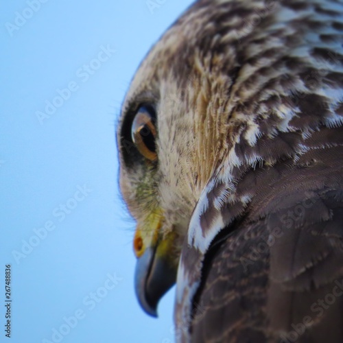 Falcão