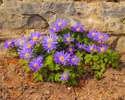 purple asters in front of stone wall