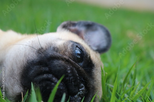 Pug Dog