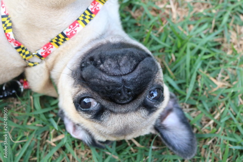 Pug Dog