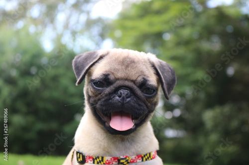 Pug Dog
