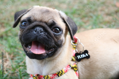 Pug Dog