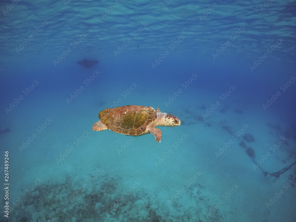 Obraz premium Turtle Views around the Caribbean Island of Curacao