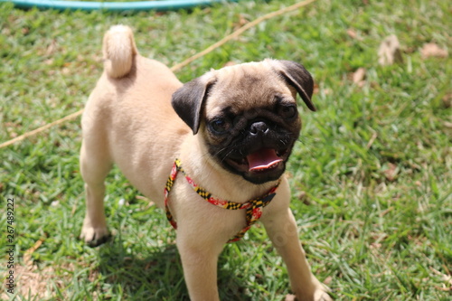 Pug Dog