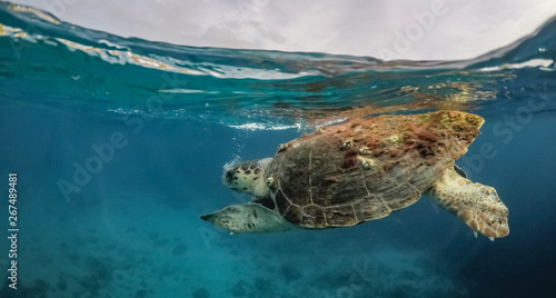 Turtle Views around the Caribbean Island of Curacao © Gail Johnson