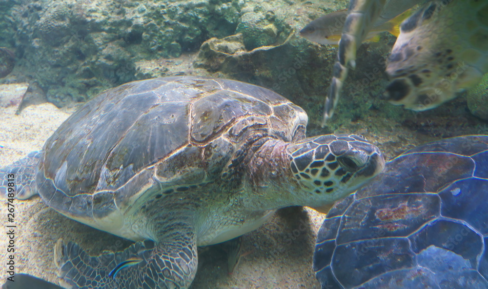 Fototapeta premium Japan-May 12, 2019: Sea turtles at rest in the water