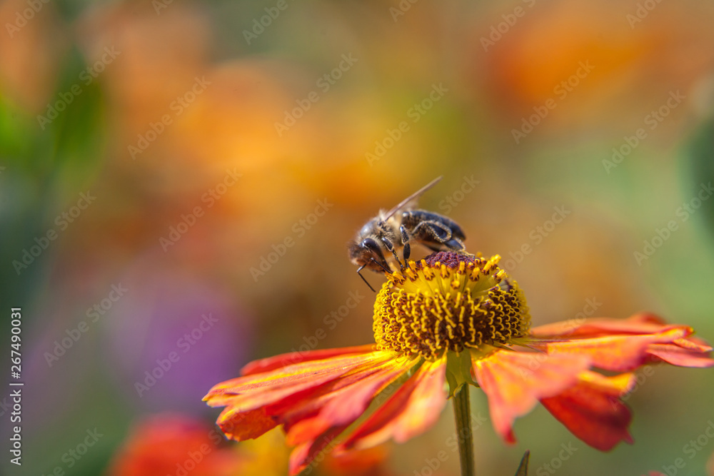 Honey bee covered with yellow pollen drink nectar, pollinating orange flower. Inspirational natural floral spring or summer blooming garden or park background. Life of insects. Macro close up Honey bee covered with yellow pollen drink nectar, pollinating orange flower. Inspirational natural floral spring or summer blooming garden or park background. Life of insects. Macro close up