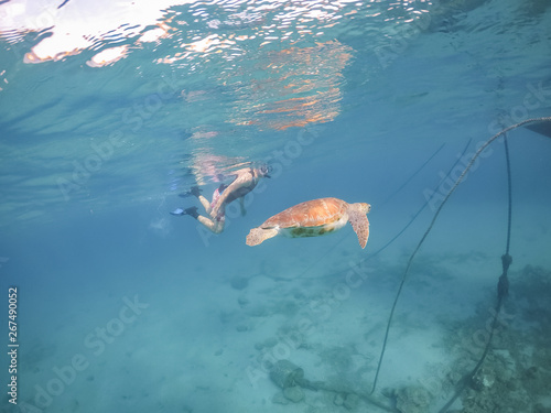 Turtle Views around the Caribbean Island of Curacao photo