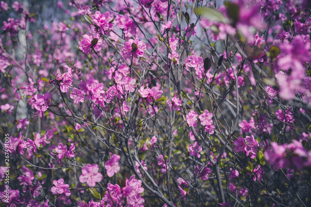 Close-up view of beautiful purple flowers of blooming rhododendron. Toned image.