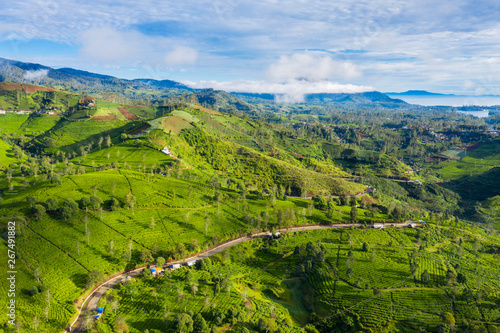 Tea plantation farmland with a road at morning photo