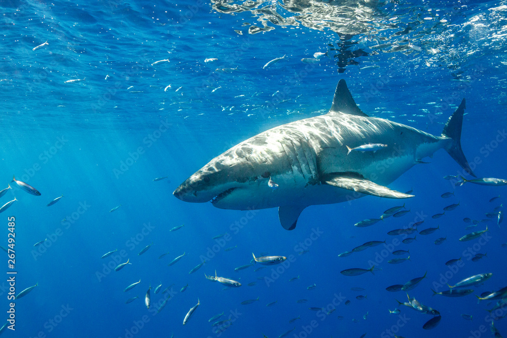 Naklejka premium Great White Shark in Mexico