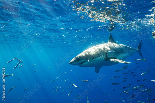 Great White Shark in Mexico