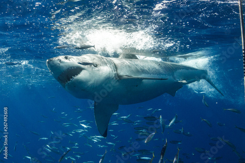 Great White Shark in Mexico © shanemyersphoto